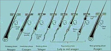 Hair Growth Cycle