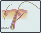 Hair Facts